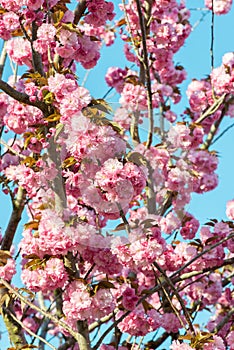 Beautiful cherry blossom , pink sakura flower on nature background