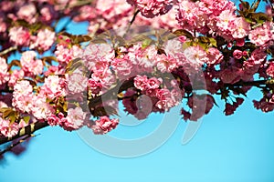 Beautiful cherry blossom , pink sakura flower on nature background