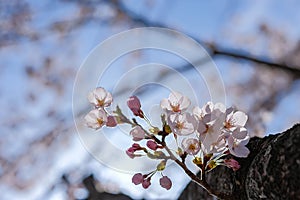 beautiful Cherry Blossom or pink Sakura flower tree in Spring Season at Fujiyoshida, Japan. landmark and