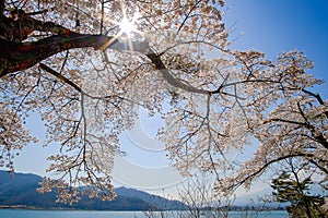 Beautiful Cherry Blossom or pink Sakura flower tree in Spring Season at Lake kawaguchiko, Yamanashi, Japan. landmark and popular