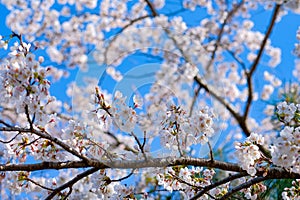 Beautiful Cherry Blossom or pink Sakura flower tree in Spring Season at Lake kawaguchiko, Yamanashi, Japan. landmark and popular