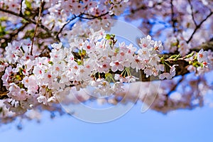 Beautiful Cherry Blossom or pink Sakura flower tree in Spring Season at Lake kawaguchiko, Yamanashi, Japan. landmark and popular