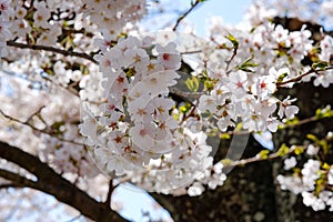 Beautiful Cherry Blossom or pink Sakura flower tree in Spring Season at Lake kawaguchiko, Yamanashi, Japan. landmark and popular