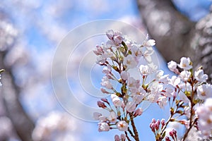 Beautiful Cherry Blossom or pink Sakura flower tree in Spring Season at Lake kawaguchiko, Yamanashi, Japan. landmark and popular