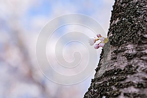 Beautiful Cherry Blossom or pink Sakura flower tree in Spring Season at Lake kawaguchiko, Yamanashi, Japan. landmark and popular