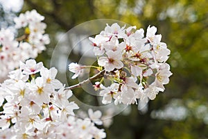 Beautiful cherry blossom sakura