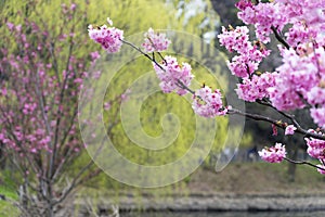 Beautiful cherry blossom sakura for background