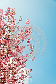 Beautiful cherry blossom (Sakura), Chiang Mai, Thailand