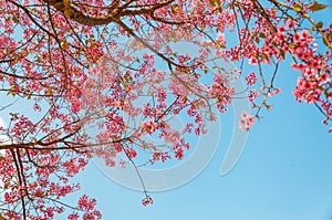 Beautiful cherry blossom (Sakura), Chiang Mai, Thailand