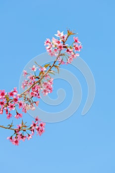 Beautiful cherry blossom (Sakura), Chiang Mai, Thailand