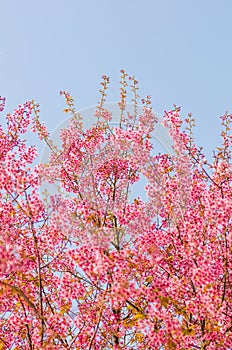 Beautiful cherry blossom (Sakura), Chiang Mai, Thailand