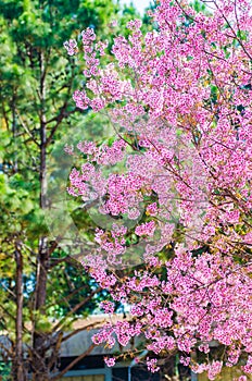 Beautiful cherry blossom (Sakura), Chiang Mai, Thailand