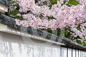 Beautiful cherry blossom sakura flower in full bloom and japanese ancient house roof tile, Japan spring season