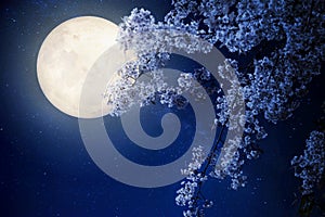 Beautiful cherry blossom sakura flowers with Milky Way star in night skies, full moon