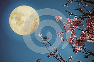 Beautiful cherry blossom sakura flowers in night skies with full moon