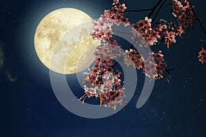 Beautiful cherry blossom sakura flowers in night skies with full moon.