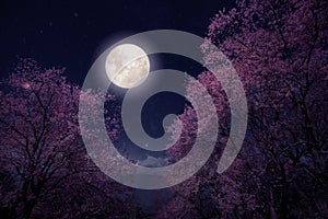 Beautiful cherry blossom sakura flowers in night skies with full moon