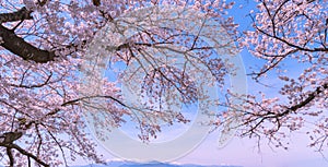 Beautiful Cherry blossom sakura in full bloom over blue sky background in spring time.