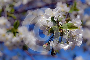 Beautiful cherry blossom sakura full bloom time over blue sky Flowers Japanese flowering cherry on Sakura tree on spring sunny day