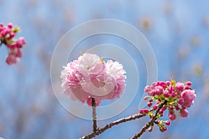 Beautiful cherry blossom sakura at Japan Mint