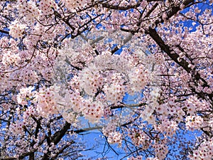 Beautiful cherry blossom (Sakura) in Japan during spring season