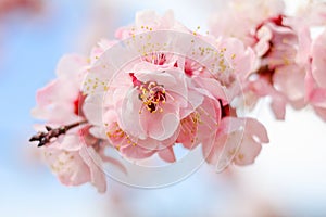 Beautiful cherry blossom , sakura in spring time .