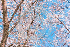 Beautiful cherry blossom or sakura in spring time .