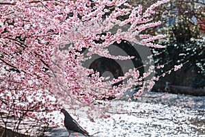 Beautiful cherry blossom sakura in spring time .