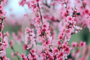 Beautiful cherry blossom sakura in spring time .