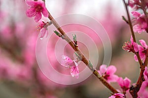 Beautiful cherry blossom sakura in spring time .