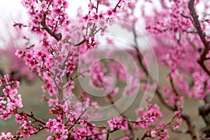 Beautiful cherry blossom sakura in spring time .