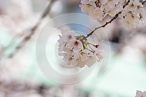 Beautiful cherry blossom sakura in spring time