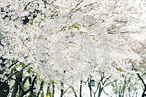 Beautiful cherry blossom sakura in spring time