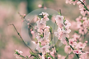 Beautiful cherry blossom sakura in spring time