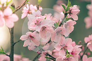 Beautiful cherry blossom sakura in spring time