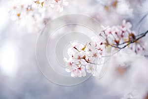 Beautiful cherry blossom sakura in spring time