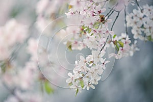 Beautiful cherry blossom sakura in spring time