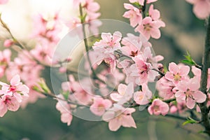 Beautiful cherry blossom sakura in spring time