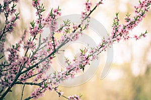 Beautiful cherry blossom sakura in spring time