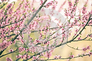 Beautiful cherry blossom sakura in spring time