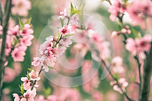 Beautiful cherry blossom sakura in spring time