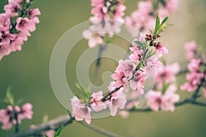 Beautiful cherry blossom sakura in spring time