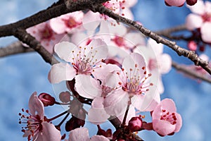 Beautiful cherry blossom sakura in spring time against the blue sky. Close-up. Macro shooting