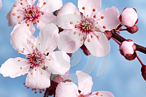 Beautiful cherry blossom sakura in spring time against the blue sky. Close-up. Macro shooting