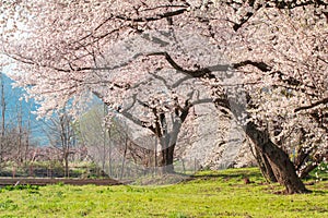 Beautiful cherry blossom or sakura in  spring time with blue sky  background in Japan