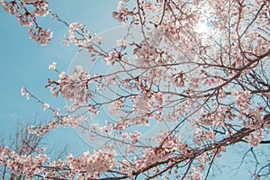 Beautiful cherry blossom or sakura in spring time with blue sky background in Japan