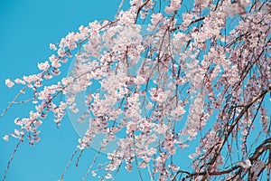 Beautiful cherry blossom or sakura in spring time with blue sky background in Japan