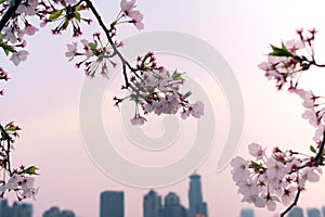 Beautiful cherry blossom sakura in spring time on cityscape background