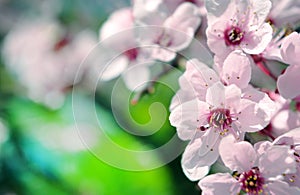 Beautiful cherry blossom sakura in spring time. Floral background.