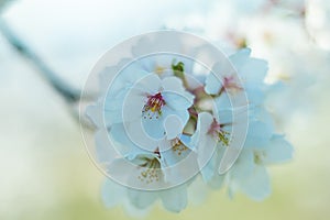 Beautiful cherry blossom sakura in spring time in Japan